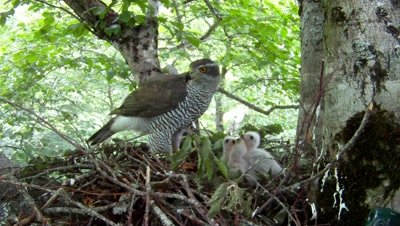 Goshawk,Stereoscopic 3D,female parent on the nest feeding three 7 days old chicks,looks in camera