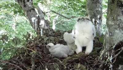 Goshawk,Stereoscopic 3D,a 12 days old chick defecates HITING the camera lens
