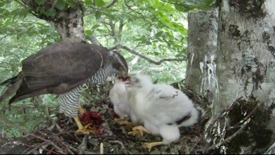 Goshawk,female parent on the nest feeding three 14 days old chicks