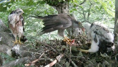 Goshawk,female parent on the nest feeding three 34 days old chicks