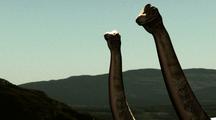 Brachiosaurus - Sauropod Dinosaurs Of The Jurassic Periods - The Tallest Creatures Ever To Have Lived