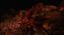 Kelp Crab Travels Over Rocky Reef