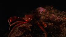 Kelp Crab Travels Over Rocky Reef Toward Camera