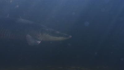 Amazon river Underwater,slowly Swimming Large fish,Possibly Arapaima