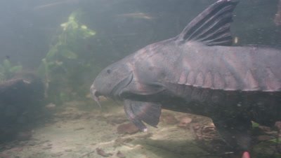 Amazon River Underwater,Bony Fish Swims By,Possibly a Sturgeon