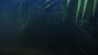 Amazon River Underwater,Plants and Fish