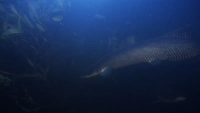 Amazon River Underwater,Slowly Swimming Large Fish,Possibly Arapaima