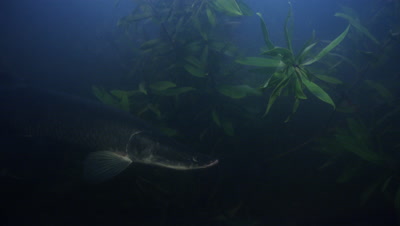 Amazon River Underwater,Slowly Swimming Large Fish,Possibly Arapaima