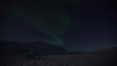 Dog Sledding in the Arctic; Aurora Borealis over Musher's camp and resting Dogs at night