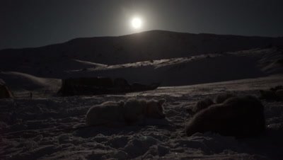 Dog Sledding in the Arctic; Sunset and Aurora Borealis over Musher's camp