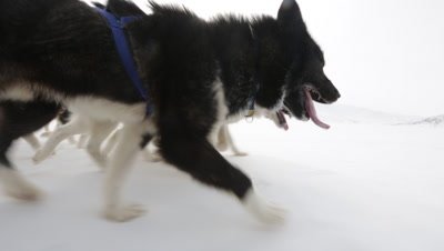Dog Sledding In the Arctic tundra