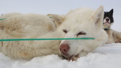 Sled Dogs resting in the snow