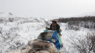 Dog Sledding In the Arctic tundra; view of Musher pushing sled