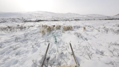 Dog Sledding In the Arctic tundra; view of Dogs from sled