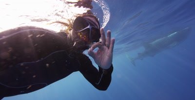Snorkeler watching a Whale Shark feeding at the ocean surface flashes the "Ok" hand signal to the camera