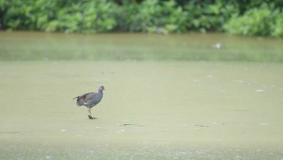 Bird,Possibly Water Fowl or Gallinule,Preens next to river