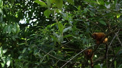 Golden Lion Tamarin in Rainforest