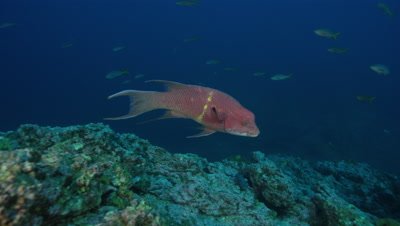 Fish, possibly a Mexican Hogfish, swimming over a rocky reef