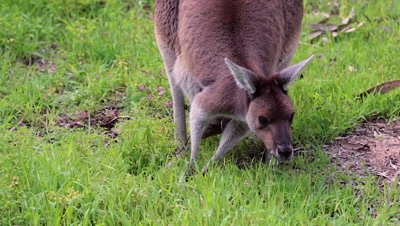 Western Grey Kangaroo grazing