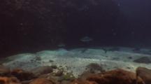 Entrance Of Shark Pit Mauritius