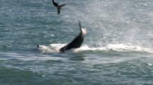 Orca Catapults Sea Lion Pup Out Of The Water With His Fin, Playing With It