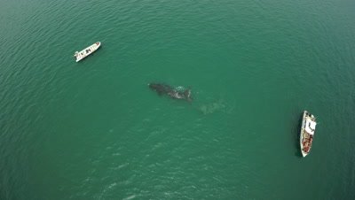 Southern right whale cow and calf,swimming between 2 whale watching boats