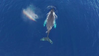 Azores Whales and Dolphins