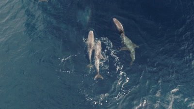 Pod of Risso´s dolphins,diving and playing,wide top-shot 