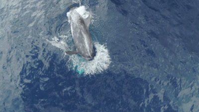Pod of Risso´s dolphins,diving and playing,medium top-shot 