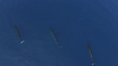 Two sei whales swimming in the blue ocean,wide top-shot