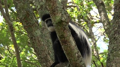 Colobus monkey sitting in a tree, tilt along the tail and back