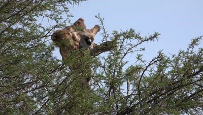 Giraffe eating acacia