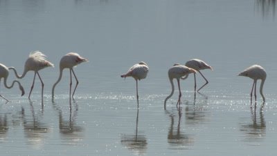A flock of flamingos in an african lake