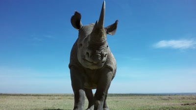 Black rhino coming very close to camera,surprise and taking a leap