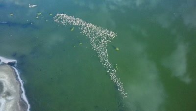 Flock of flamingos in an african lake,camera moves up to wide shot,aerial 