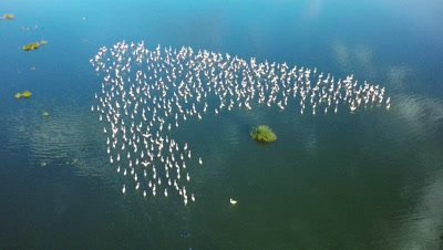 Flock of flamingos in an african lake,camera moves closer,aerial 