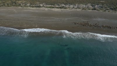 2 Orcas checking out sea lion beach and turn away,wide shot,4K Aerial