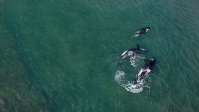 Pod of Orcas tearing apart a captured sea lion pup,bloody scene,4K Aerial 