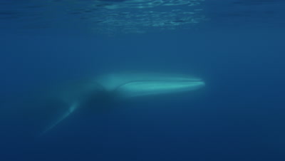 Fin whale underwater,slow approach to a very close shot