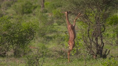 Giraffe antelope standing up, eating fresh green, full shot UHD