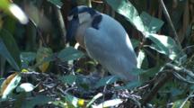 Boat-Billed Heron Stands Above Nest With Chick