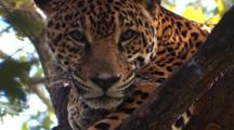 Jaguar resting on tree branches