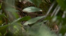 Jaguar peering through the foliage, looking at the camera