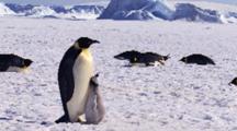 Emperor Penguin, Adult With Chick