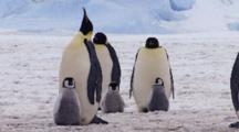 Emperor Penguins, Adults With Chicks