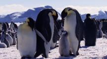 Emperor Penguins, Adults With Chicks