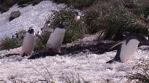 Gentoo Penguins Walking Uphill