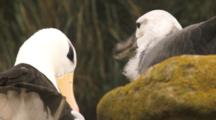 Black-Browed Albatross Adult Grooming Its Chick