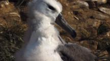 Black-Browed Albatross Chick Grooming