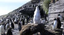 Black-Browed Albatross Chick On Nest, Surrounded By Rockhopper Penguins